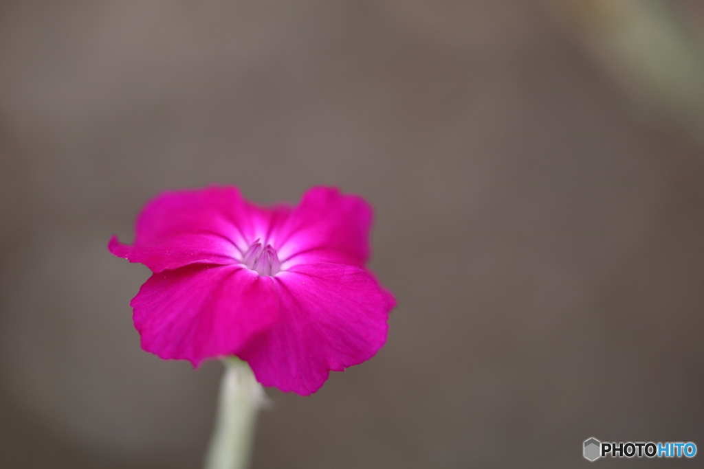 街の花