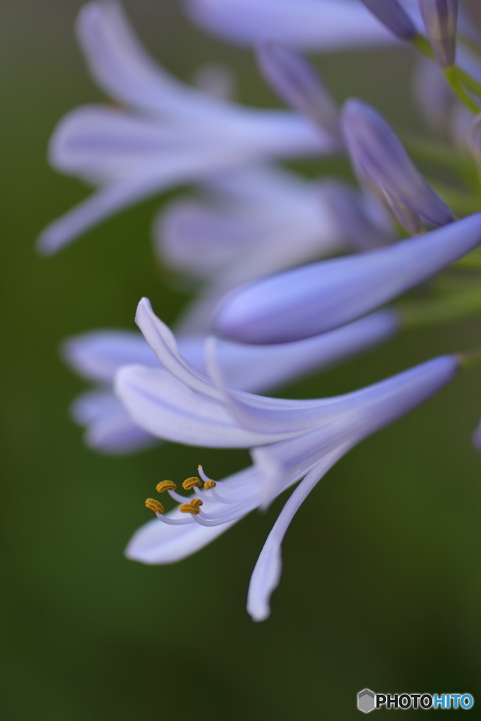 街の花