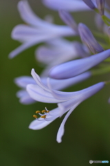 街の花
