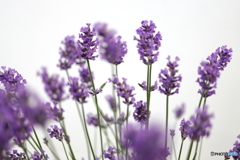 街の花