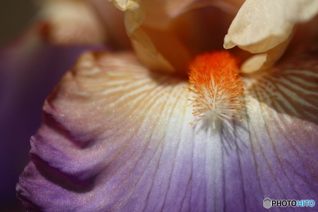 街の花