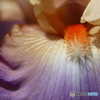 街の花