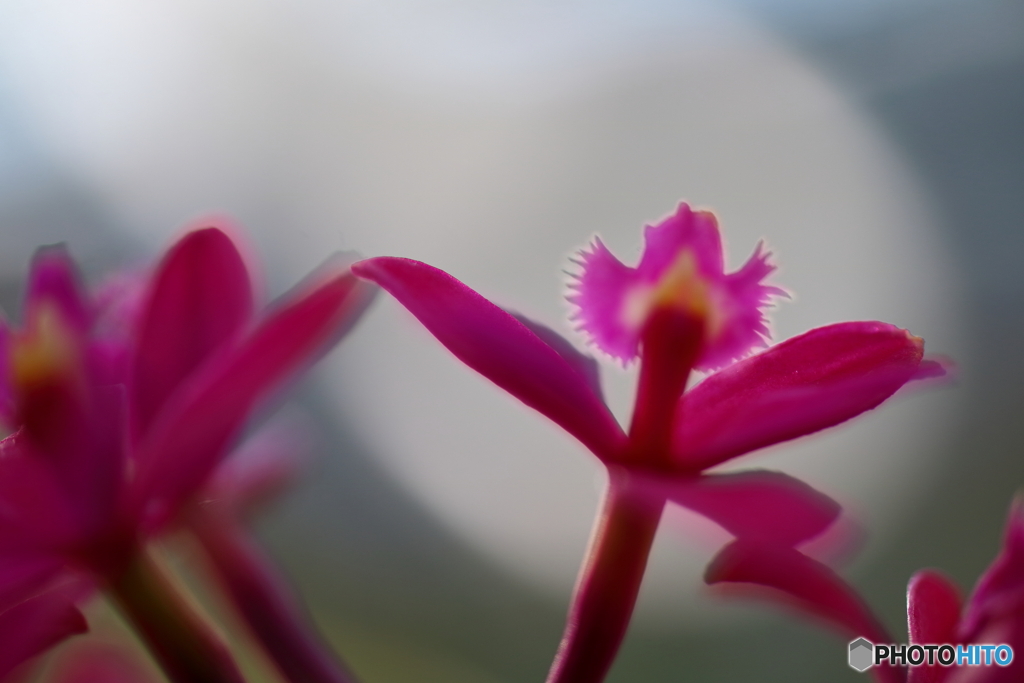 園の花