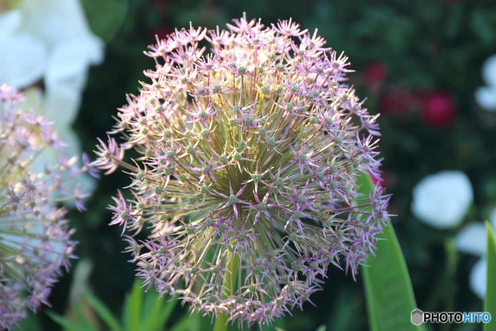 街の花