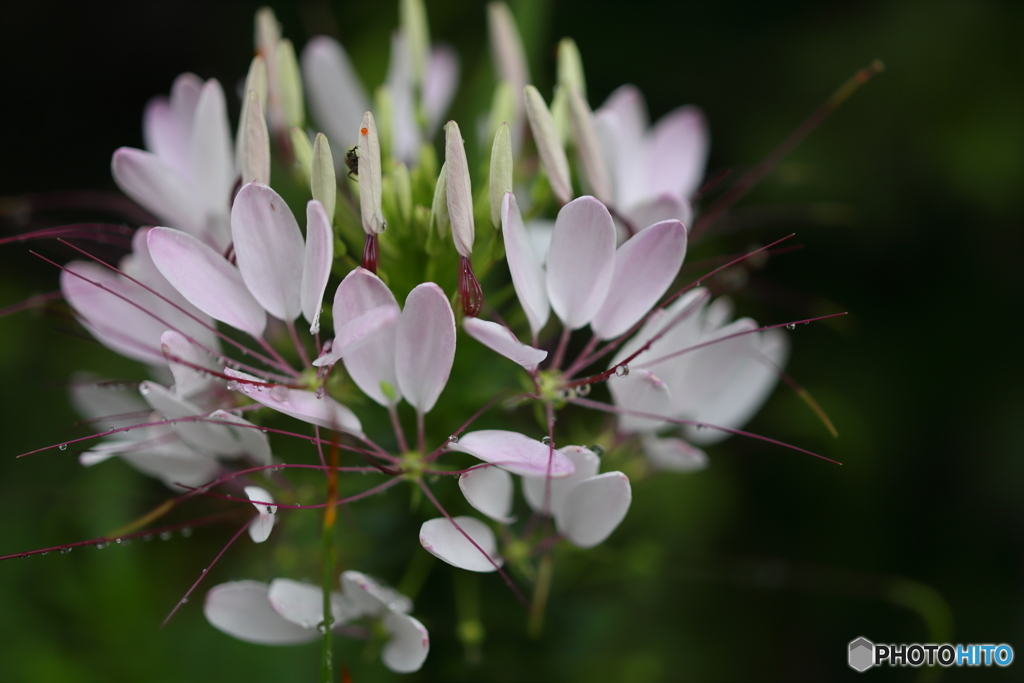 街の花