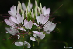 街の花