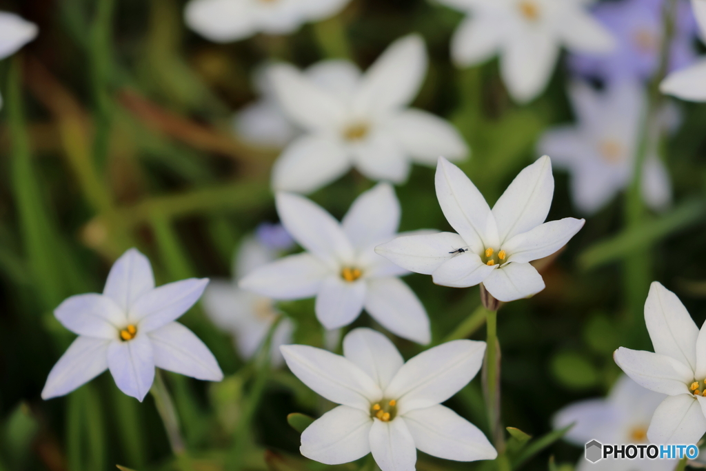 街の花