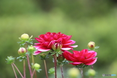 街の花