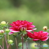 街の花