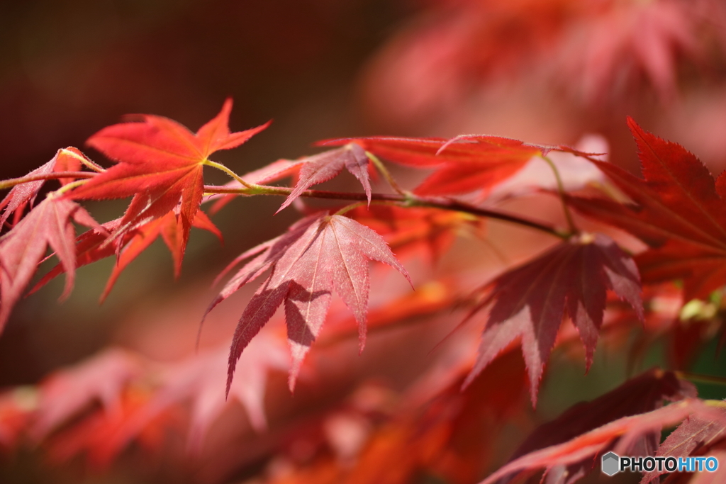 春紅葉