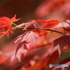 春紅葉