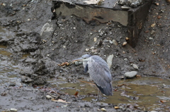 野鳥（野川公園）