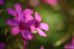 街の花