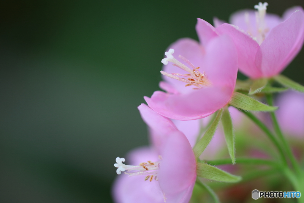 園の花