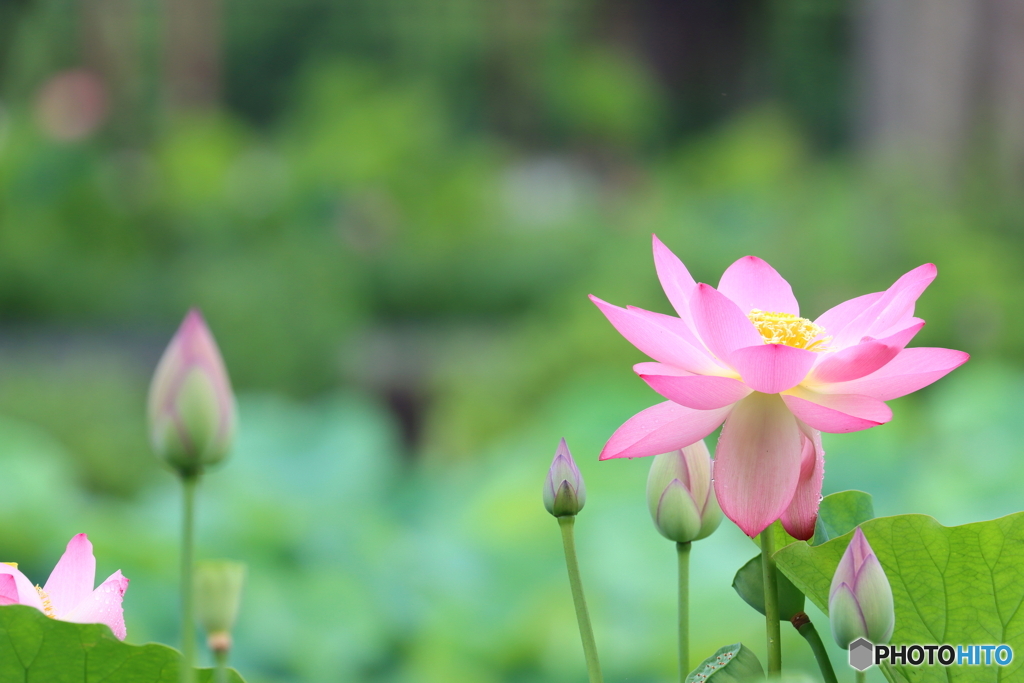 街の花