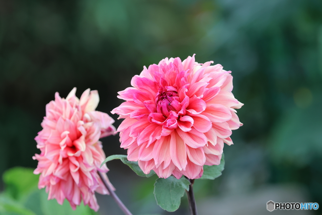 街の花