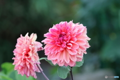 街の花