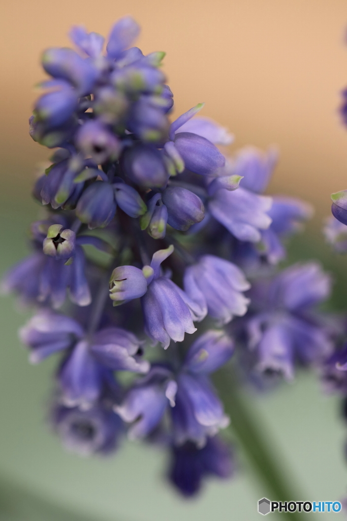 園の花