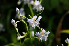 街の花