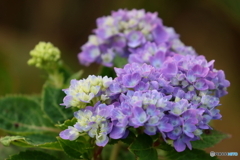 街の花