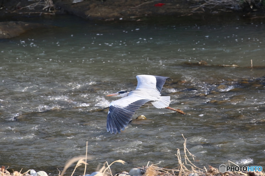 野鳥