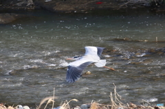 野鳥