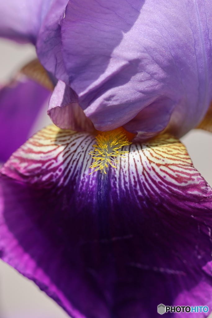 街の花　