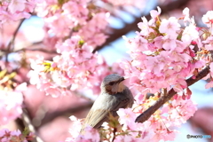 野鳥