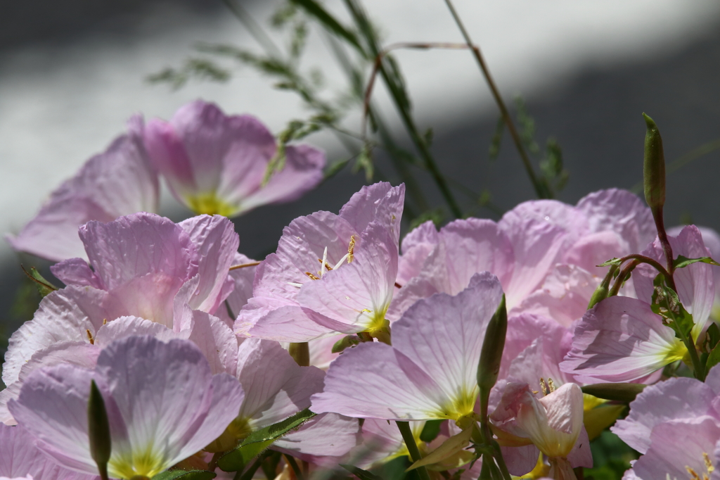 街の花