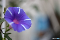 街の花
