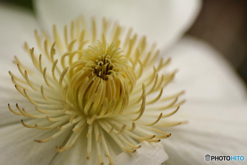 街の花