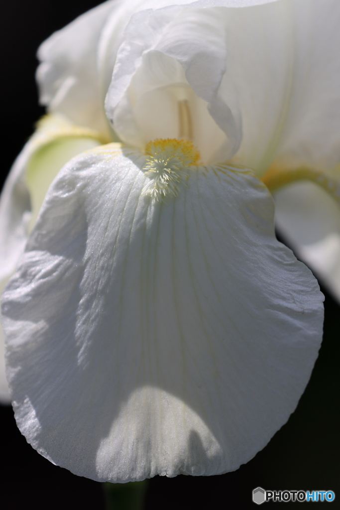 街の花