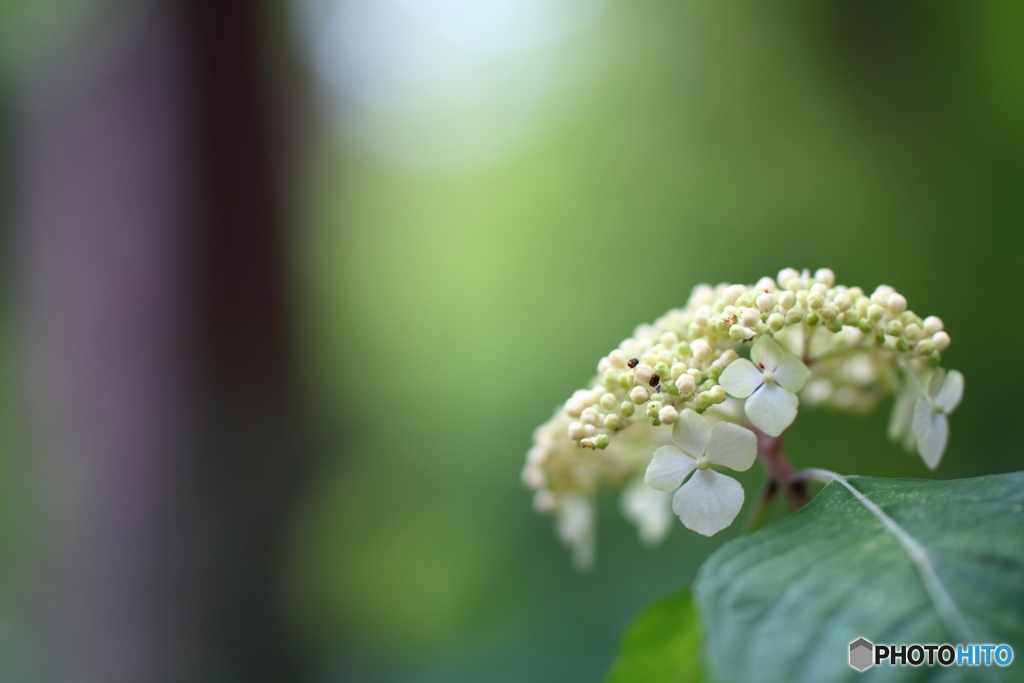 街の花