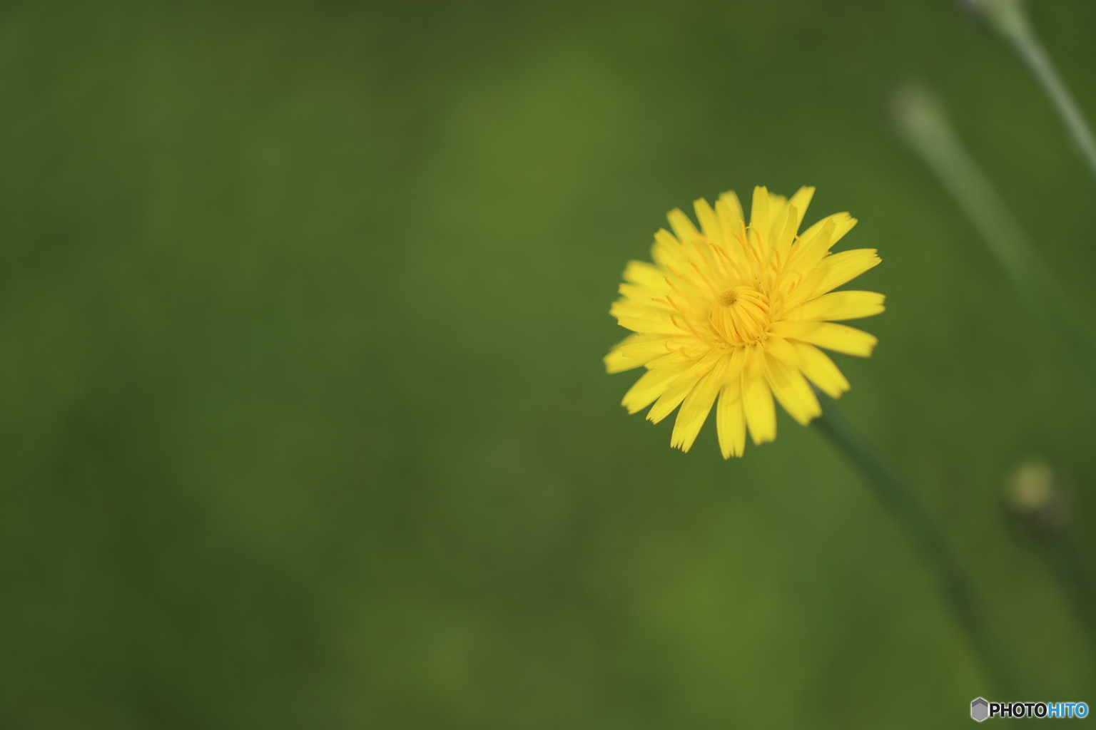 街の花