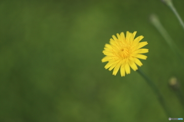 街の花
