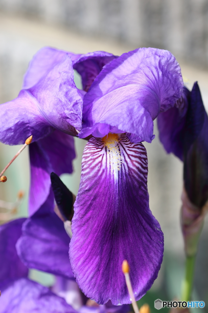 街の花