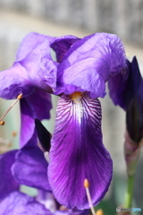 街の花