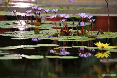 園の花