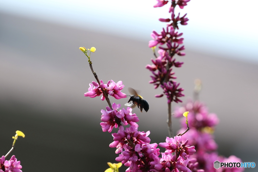 街の花