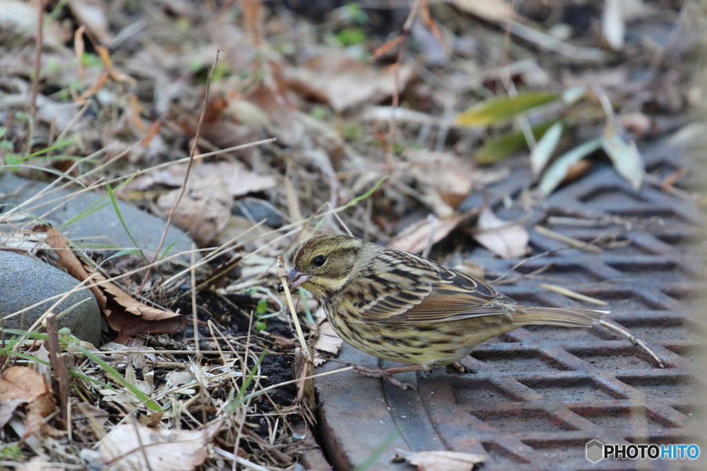 野鳥
