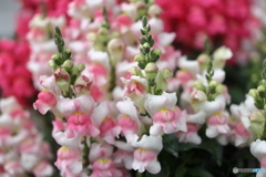 街の花