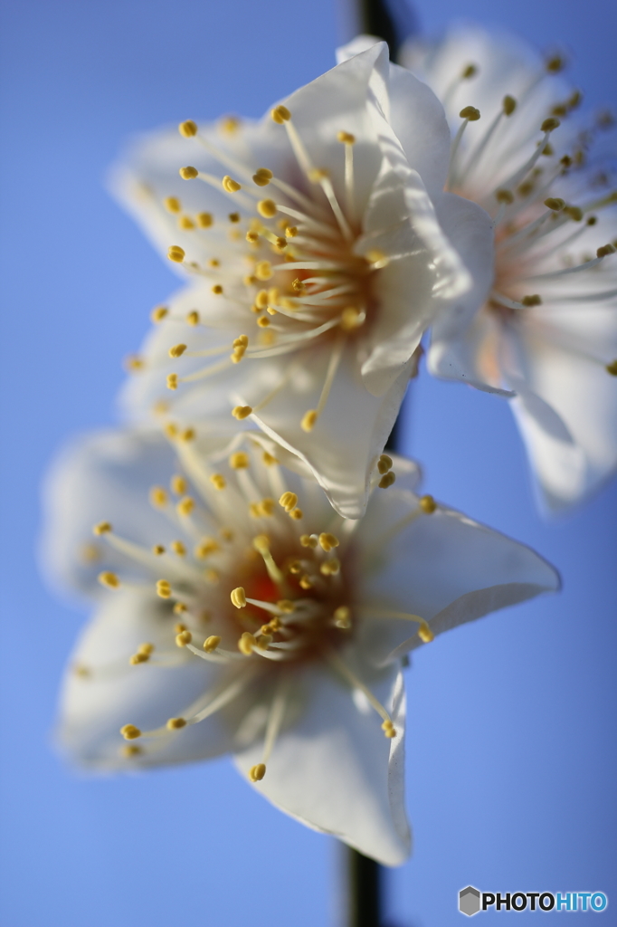 街の花