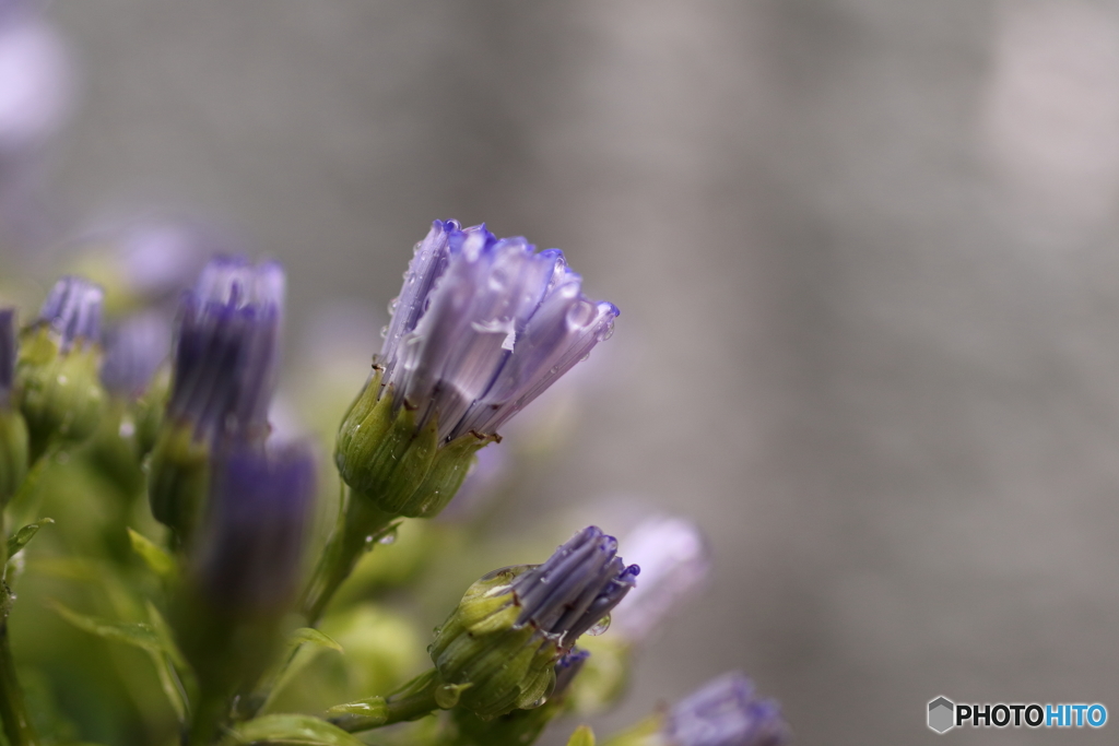 街の花