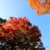 紅葉