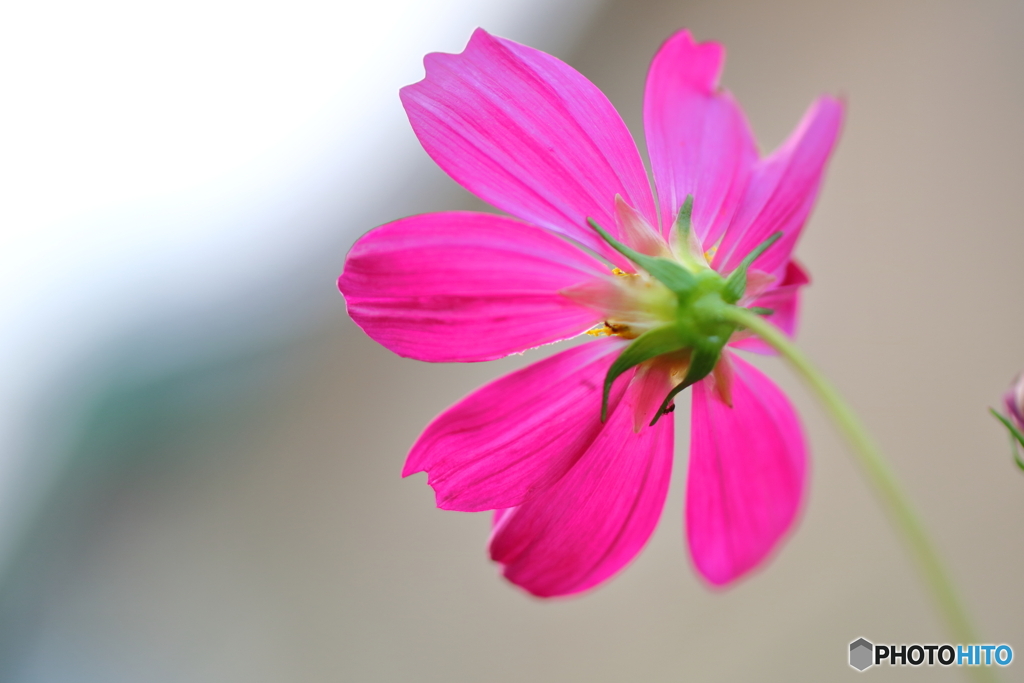 街の花