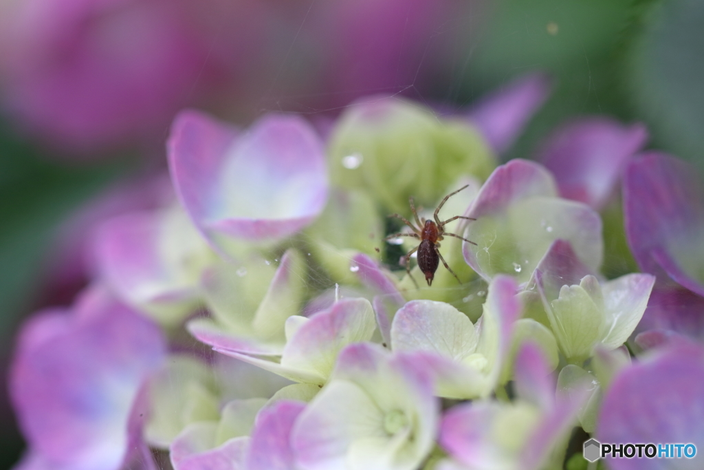 街の花