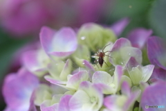 街の花