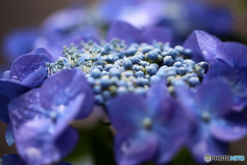 街の花