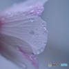 街の花