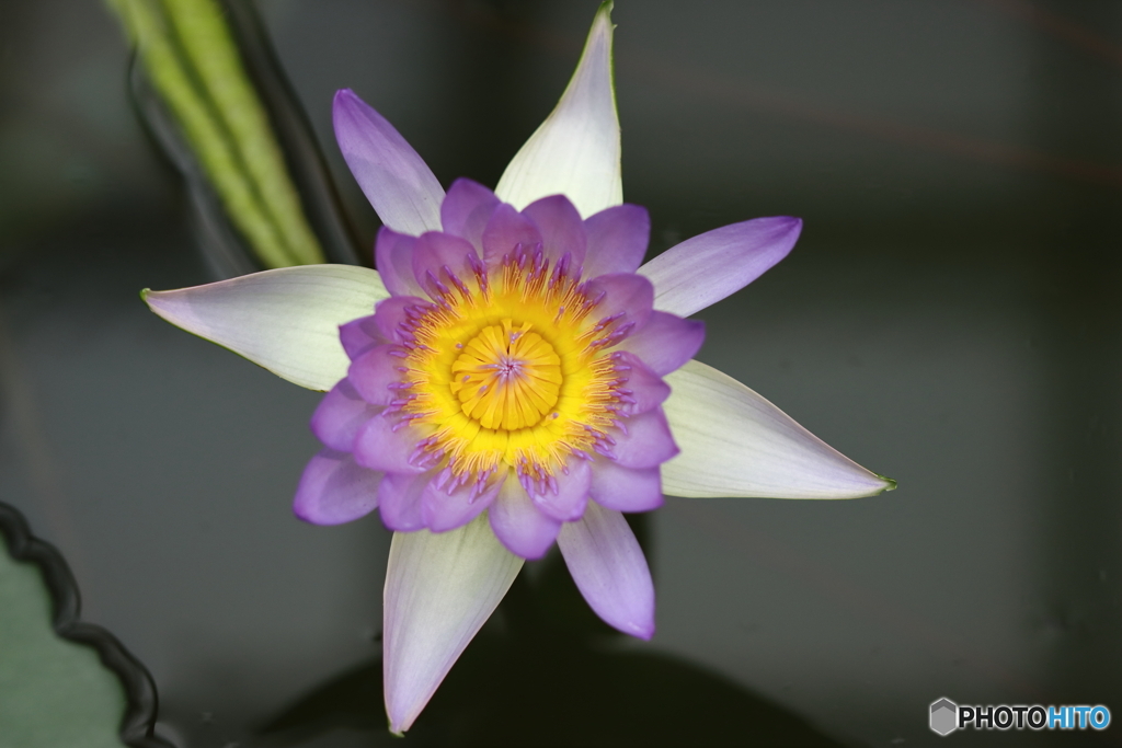 園の花